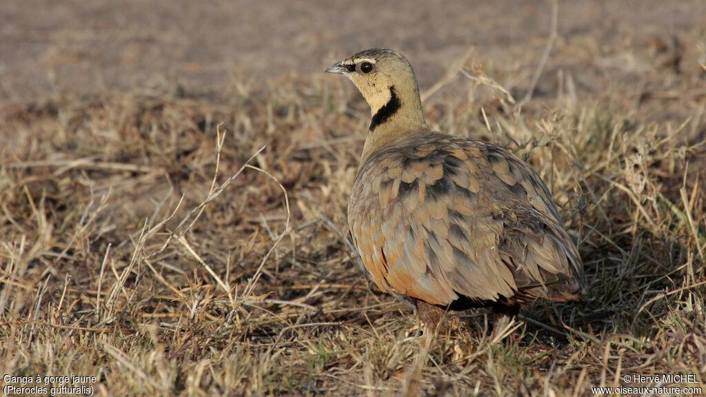 Yellow-throated Sandgrouse male adult