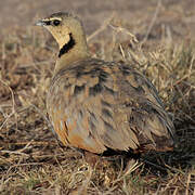 Yellow-throated Sandgrouse