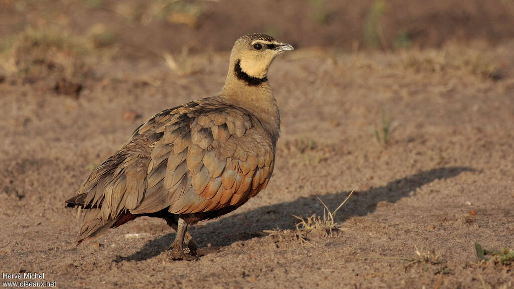 Yellow-throated Sandgrouse male adult, identification