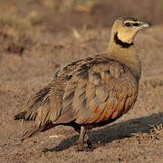 Yellow-throated Sandgrouse