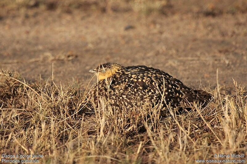 Yellow-throated Sandgrouse female adult