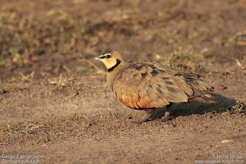 Yellow-throated Sandgrouse male adult