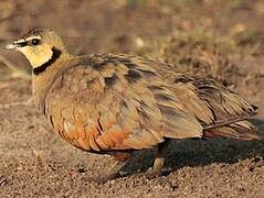 Yellow-throated Sandgrouse