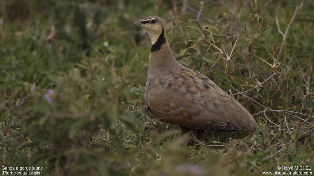 Yellow-throated Sandgrouse male adult