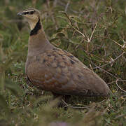 Yellow-throated Sandgrouse