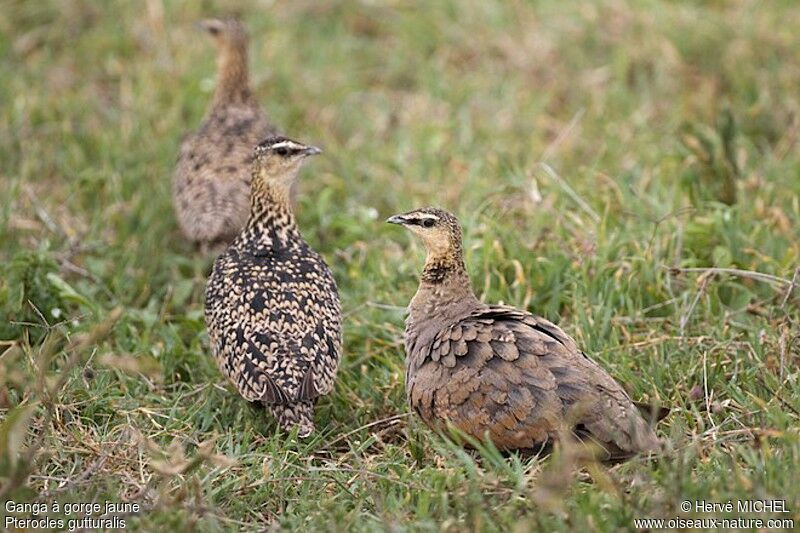 Yellow-throated Sandgrouse