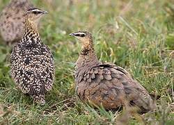 Yellow-throated Sandgrouse