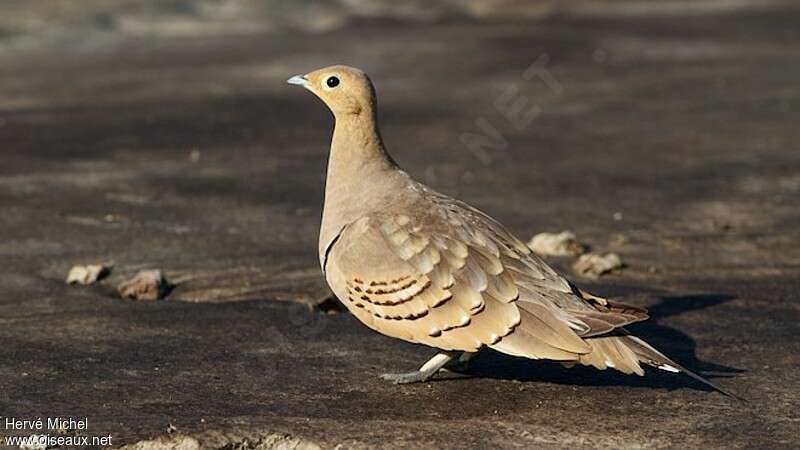 Chestnut-bellied Sandgrouse male adult, identification