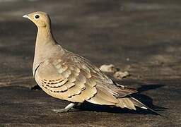 Chestnut-bellied Sandgrouse