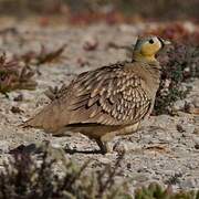 Crowned Sandgrouse