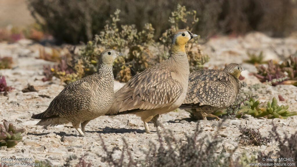 Crowned Sandgrouseadult