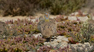 Crowned Sandgrouse