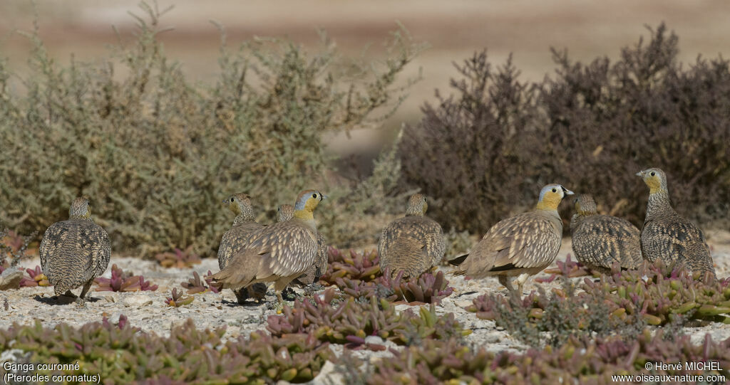 Crowned Sandgrouse