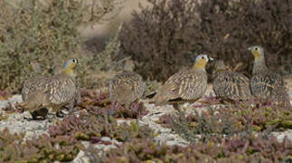 Crowned Sandgrouse