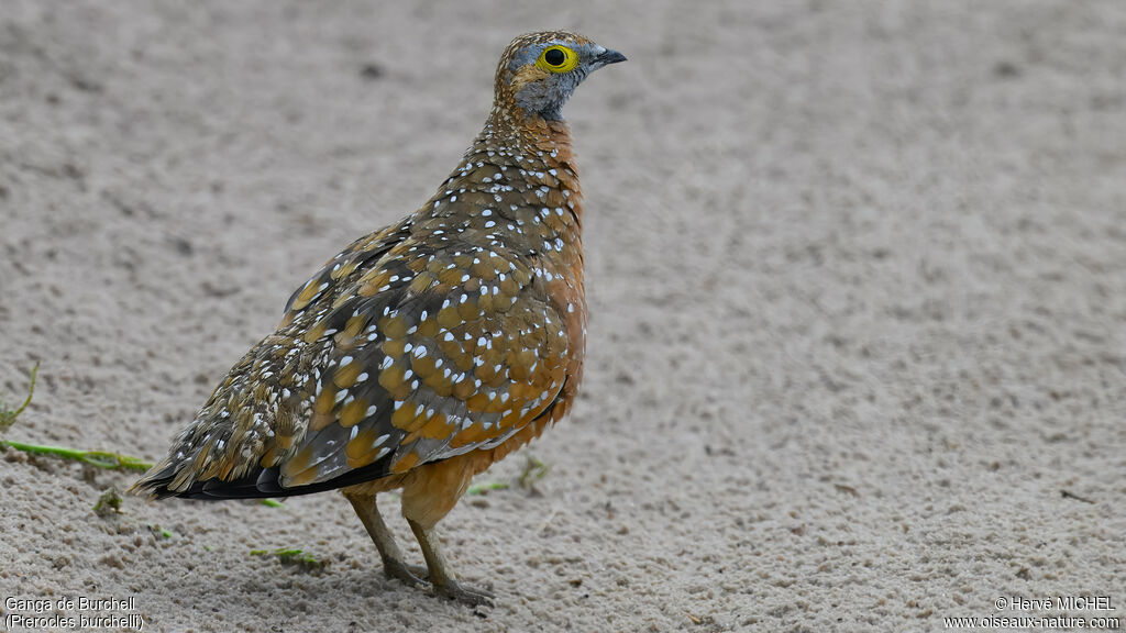 Burchell's Sandgrouse male adult