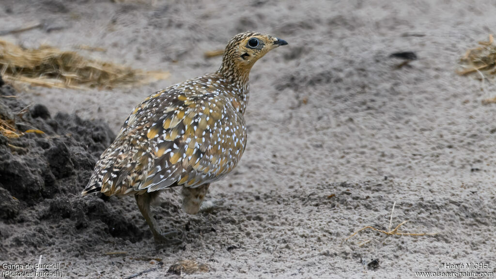 Burchell's Sandgrouse female adult