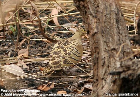 Four-banded Sandgrouse male adult