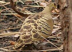 Four-banded Sandgrouse