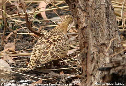 Four-banded Sandgrouse female adult