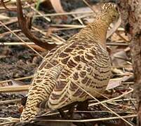 Four-banded Sandgrouse