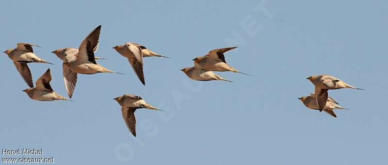 Spotted Sandgrouseadult, Flight