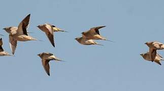 Spotted Sandgrouse