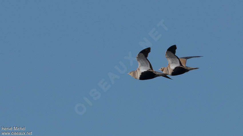 Black-bellied Sandgrouseadult, Behaviour