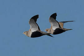 Black-bellied Sandgrouse