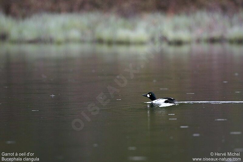 Common Goldeneye male adult breeding