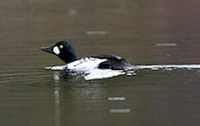 Common Goldeneye