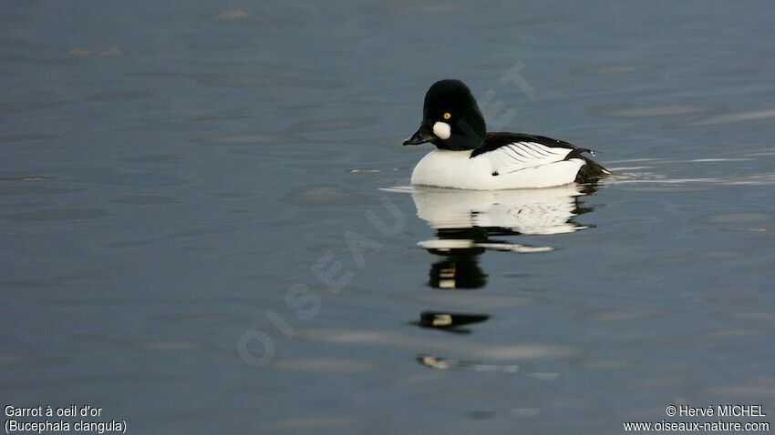 Common Goldeneye male