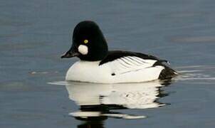 Common Goldeneye