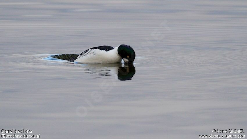 Common Goldeneye male adult