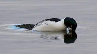 Common Goldeneye