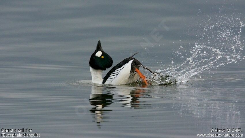 Common Goldeneye male adult