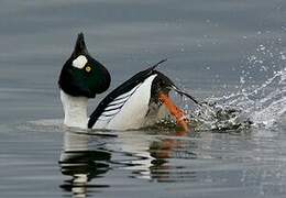 Common Goldeneye