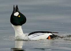 Common Goldeneye