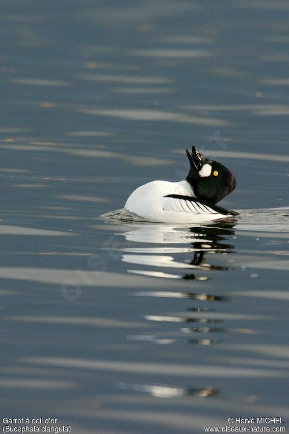 Common Goldeneye male adult