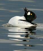 Common Goldeneye