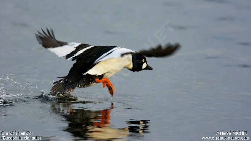 Common Goldeneye