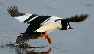 Common Goldeneye