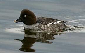 Common Goldeneye