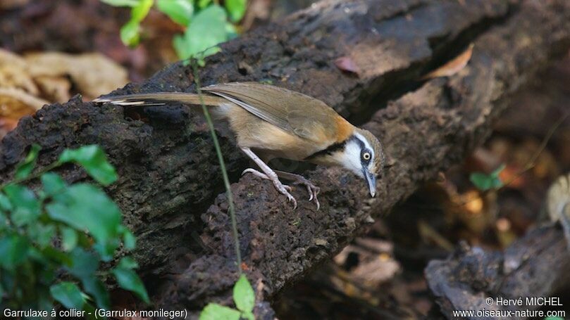 Lesser Necklaced Laughingthrush