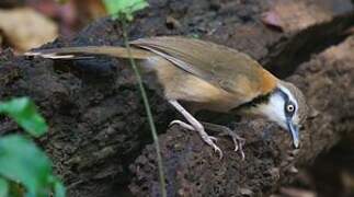 Lesser Necklaced Laughingthrush