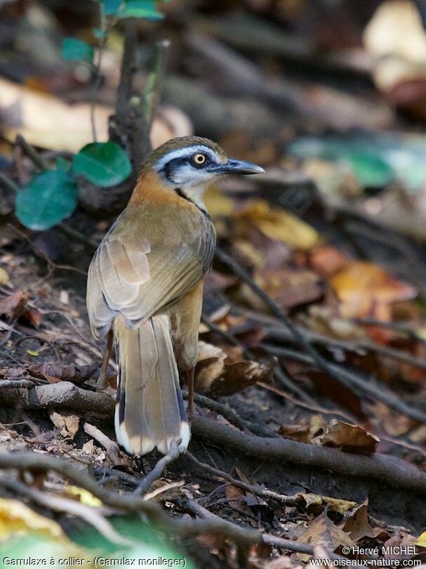 Lesser Necklaced Laughingthrush