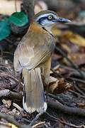 Lesser Necklaced Laughingthrush