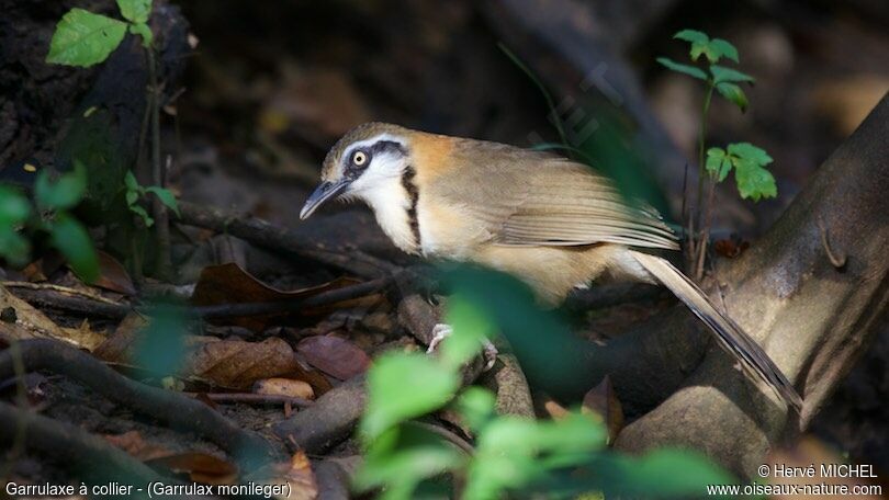 Lesser Necklaced Laughingthrush