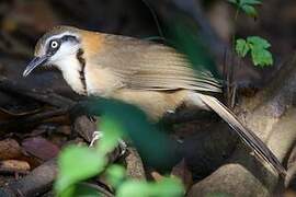 Lesser Necklaced Laughingthrush