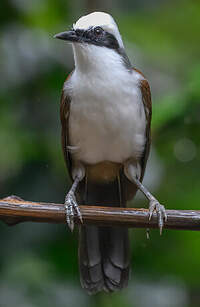 Garrulaxe à huppe blanche