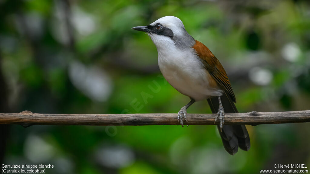 White-crested Laughingthrush